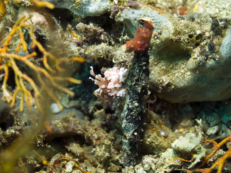 harlekin_shrimp006