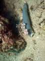 harlekin_shrimp015