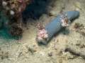 harlekin_shrimp025