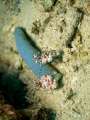 harlekin_shrimp027