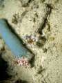 harlekin_shrimp028