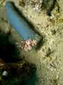 harlekin_shrimp029