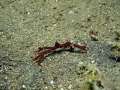 spidercrab003