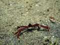 spidercrab004