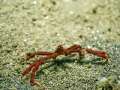 spidercrab005