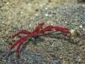 spidercrab006