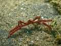 spidercrab007