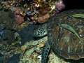 turtle006