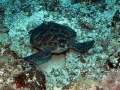 turtle021