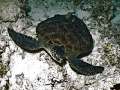turtle025