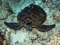 turtle026