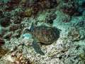 turtle028